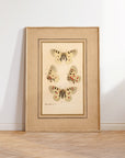 Framed Butterflies No.50