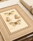 Framed Butterflies No.50