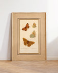 Framed Butterflies No.51