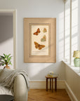 Framed Butterflies No.51