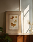Framed Butterflies No.51