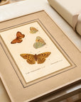 Framed Butterflies No.51