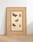 Framed Butterflies No.48