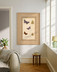 Framed Butterflies No.48
