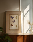 Framed Butterflies No.48