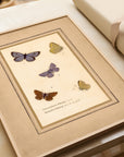 Framed Butterflies No.48