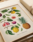 Fruits Tropicaux No. 16