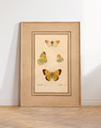 Framed Butterflies No.49