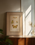 Framed Butterflies No.49