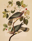 Band-Tailed Pigeons No.59