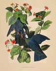 White-Crowned Pigeons No.55