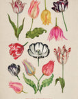 Tulipa Gesneriana No.24
