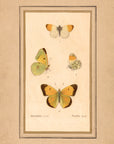 Framed Butterflies No.49