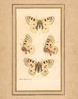 Framed Butterflies No.50