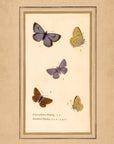 Framed Butterflies No.48