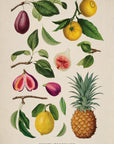 Fruits Tropicaux No. 16