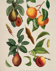 Fruits des Arbres No. 17