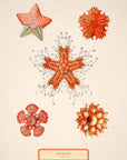 Sea Anemones No.45