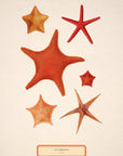 Starfish No.43