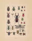 Insects No.40