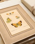 Framed Butterflies No.49