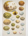 Bird Eggs No.60
