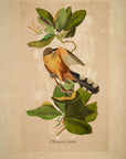 Mangrove Cuckoo No.53