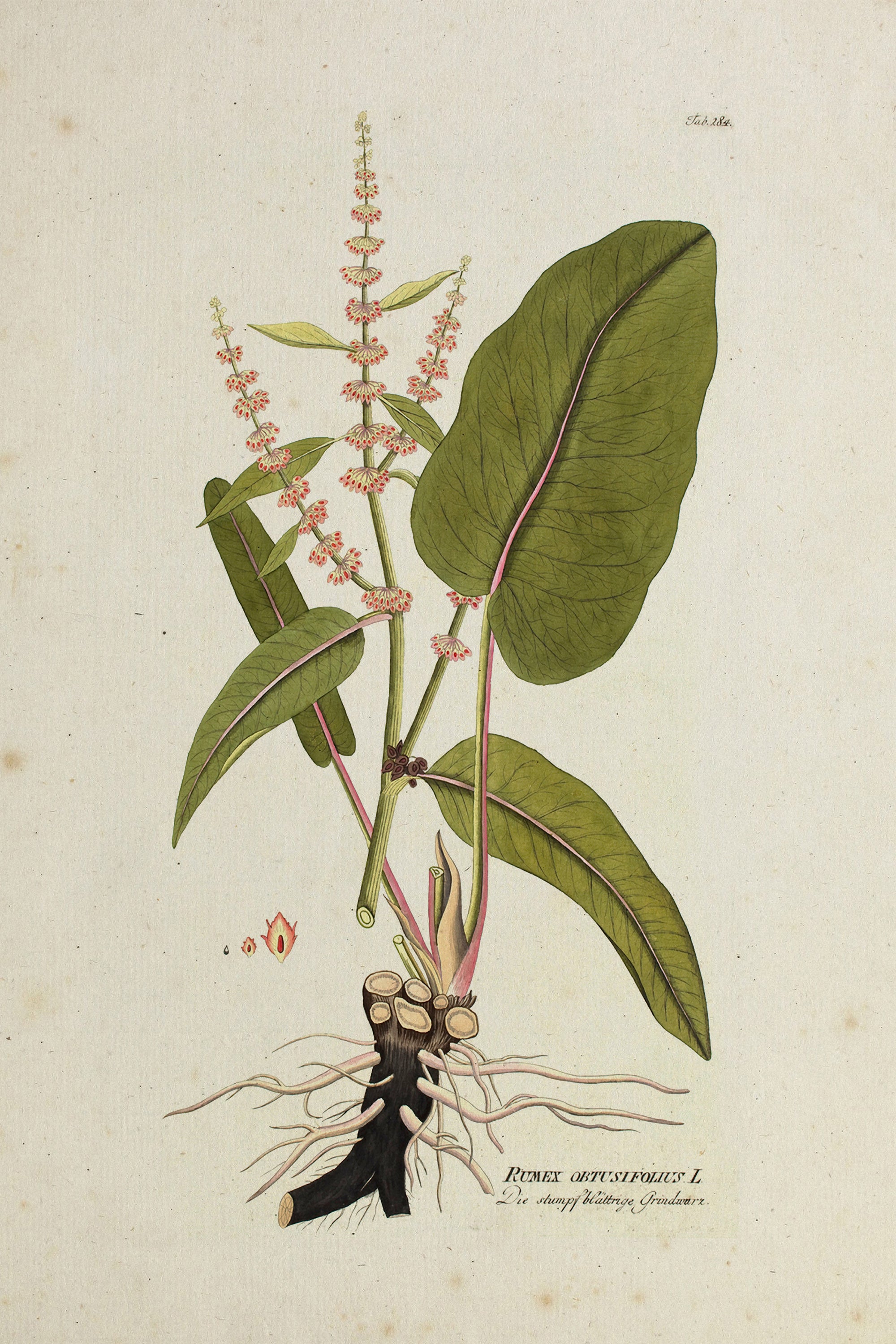 Broad-Leafed Dock No.23