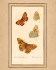 Framed Butterflies No.51
