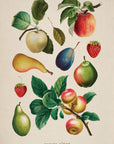 Fruits d'Ete No. 15