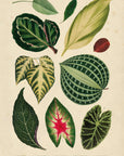 Set of Leaves No.13