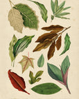 Set of Leaves No. 14