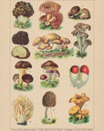 Mushrooms of France Edible No. 10