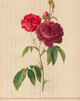 French Purple Rose No.7