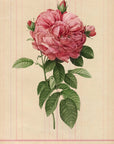 Provins Rose No.4
